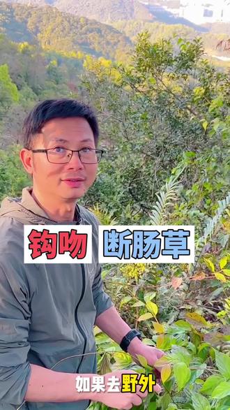 一片叶子就能放倒一个成年人的植物,一定要了解#断肠草#钩吻#科普