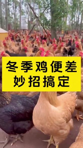 遇见这样的鸡怎么办#养鸡人 #养鸡 #农村养殖 #三农 #养鸡小妙招
