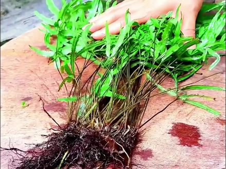 不起眼的凤尾草,和生姜煮一煮,是宝不是草!后悔知道太晚#植物科普 #涨知识 #内容启发搜索激励计
