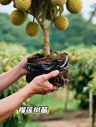榴莲树苗#三农种植 #果苗种植 #强烈推荐 #绿植盆栽 #新农人计划