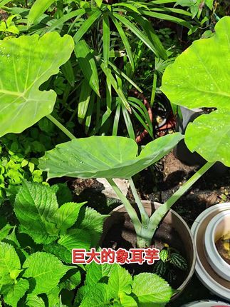 超大绿植到手!庭院瞬间热带风情,包邮送到家感叹号 今天下午四点半开始拍下就发!包邮到家!喜欢的别错过啦!!#王影璐坠入花的梦境#谁能拒绝湘菜呢#养生浪漫也挤进七夕赛道了#七夕送面包花束浪漫又能吃#七夕见面带上专属我们的花花吧