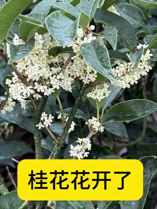 在家就能养的四季开花桂花!包邮到家太方便了! 今天下午四点半开始拍下就发!包邮到家!喜欢的抓紧时间下单吧!!#三农#桂花#绿植花卉#花卉绿植盆栽#爱生活爱养花