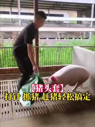 加厚帆布猪头套 打苗时猪乱跑,用【猪头套】套着头就不乱动了#猪头套袋  #抓猪  #赶猪  #猪头套