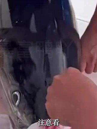 为什么金枪鱼要一直游动#金枪鱼 #金枪鱼罐头