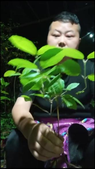 三种栀子花!哪种更戳你?