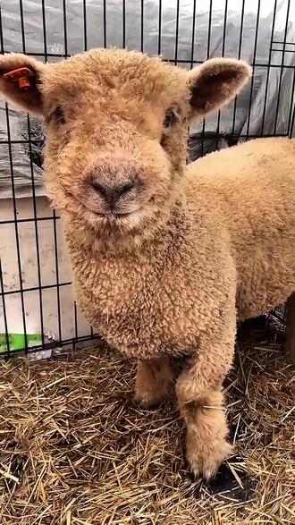 科普N种不同的羊 #科普 #神奇动物