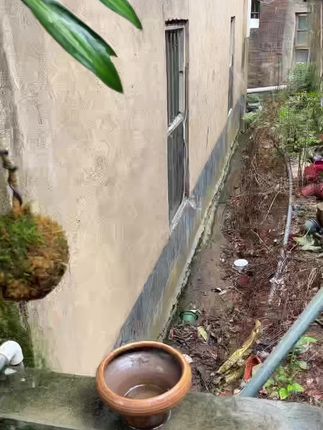 金心百合竹水培苔藓球室内好养#爱生活爱养花 #盆栽种植 #水培植物
