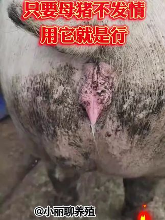 #养猪 #母猪  #养猪人不容易 #母猪养殖技术