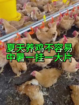 #三农 #抖音新农人 #生态散养土鸡 #三农养鸡 #养鸡人