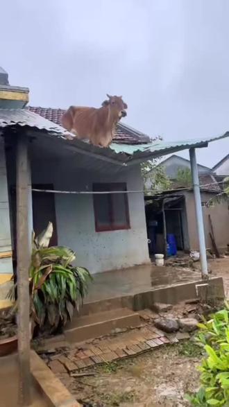 666牛跑房子上了的特效