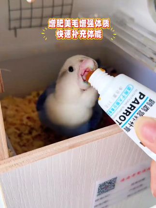 家里鸟宝挑食,体重上不去,羽毛暗淡,可以试试这款鹦鹉滋补膏,幼鸟可以兑奶粉里,从小喂养羽毛更健康。#鹦鹉#鹦鹉补膏 #鹦鹉增肥#鹦鹉用品#鹦鹉滋补膏