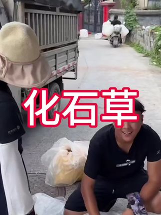 【化石草】正宗小叶黄金草肾精草泡水滋补#化石草 #农产品 #我要上热们