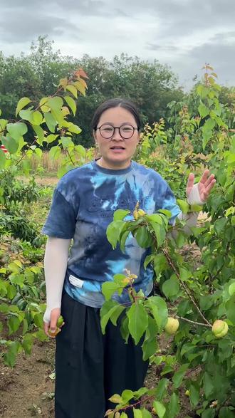 #杏树苗基地 #中早熟杏树品种 蜜霸油杏阳历6月初成熟自花授粉含糖22