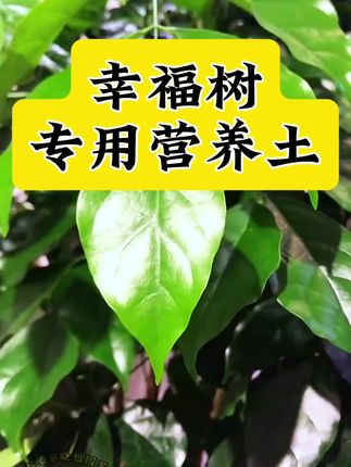 幸福树春秋季换盆方法和技巧幸福树叶片干枯发黄枯萎掉叶怎么补救 盆栽幸福树夏季养护方法和注意事项#幸福树的养护 办公室 客厅里的幸福树经常出现叶子卷曲下垂黄叶落叶烂根什么原因怎么办 新手种植幸福树必看 在家怎么养幸福树 幸福树盆栽种植养护手册 盆栽幸福树怎么安全过冬 幸福树养护技巧和施肥要求#幸福树掉叶子怎么办 盆栽幸福树要勤修剪常通风 幸福树夏季病虫害防治#幸福树专用土 #幸福树换盆 #幸福树黄叶