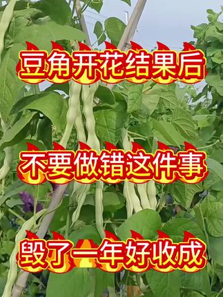 豆角开花结果以后,不要做错这件事! #豆角种植 #豆角高产#豆角花多荚多@抖音小助手 @抖音创作小助手