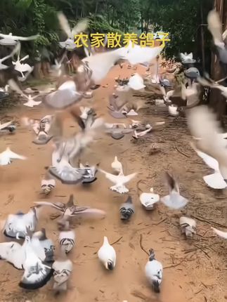 一鸽顶九鸡,汤鲜味美,浓香四溢,#营养又美味#舌尖美味 #农家散养鸽子