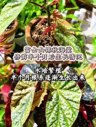 竹节类的秋海棠繁殖很简单#养花小知识 #种植小技巧 #青年创作者成长计划 #创作者中心 #创作灵感