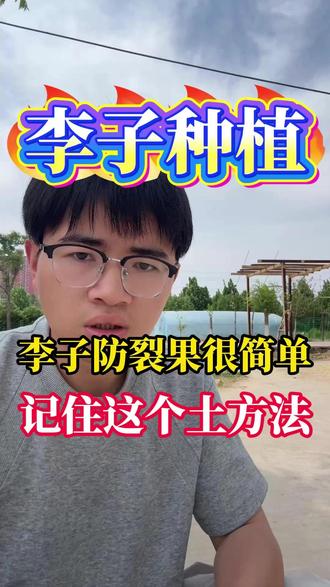 李子防裂增产,记住这个土方法! #李子 #李子种植技术 #果树管理 #果树种植 #李子熟了