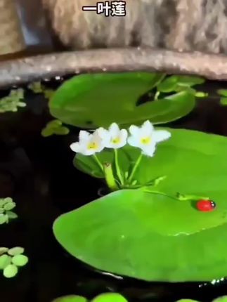 #一叶莲 #水培植物 #鱼缸造景 #鱼缸里的大自然 #水草