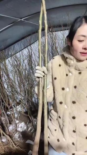 庭院里种棵核桃树,今年就能尝鲜啦!