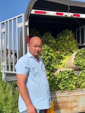 烤烟要想容易烘烤烤出来颜色好,加强田间管理才是硬道理,甲啧啧套餐喷烤烟,提质增产帮助落黄,成熟配方为烤烟提质增产保驾护航……#全啧啧甲啧啧套餐#农业东明#分享农业知识帮农民增产增收 #烤烟提质增产小妙招#甲啧啧