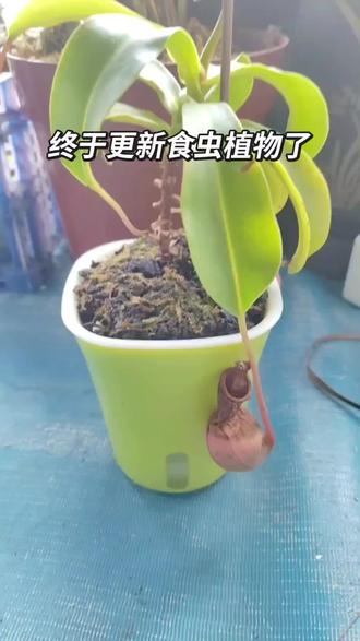 终于更新食虫植物了 震惊:我的猪笼草里终于有消化液了#红瓶猪笼草#猪笼草#食虫植物#日常#终于更新了