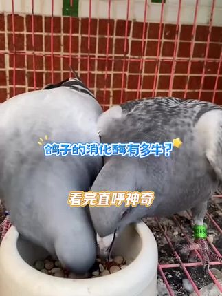 #鸽子 #养鸽人 #信鸽赛鸽 #又在骗我养鸽子 #信鸽