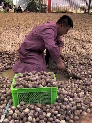 黑蒜 软糯香甜,营养丰富,老少皆宜