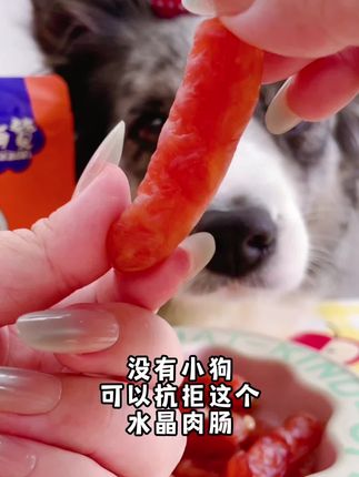没有小狗可以拒绝这个水晶肠#萌宠好物 #狗零食 #家有馋狗 #宠物零食 #狗狗火腿肠
