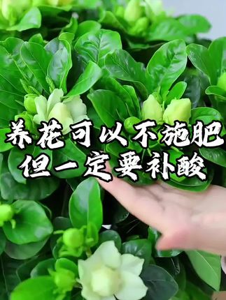 养花可以不施肥,但一定要补酸,不然很容易开挂#家庭养花#栀子花#茉莉花#喜酸植物#调酸补铁