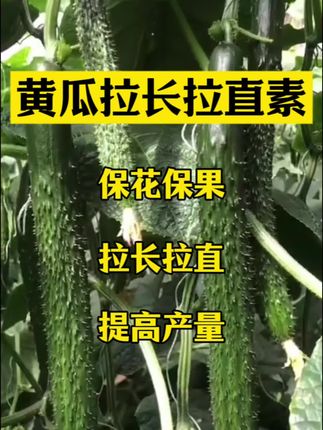 #黄瓜种植 #黄瓜 #黄瓜高产种植