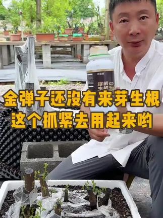 金弹子 秋季栽种金弹子,或者给它翻盆换土,细节一定要做好。想要快速来芽生根或者服盆服土,这个抓紧时间去用起来#金弹子 #盆景 #三农 #爆根 #种植小技巧