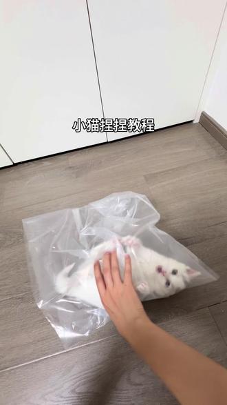 小猫自投罗网沦为捏捏
#捏捏乐 #小猫捏捏乐 #白猫