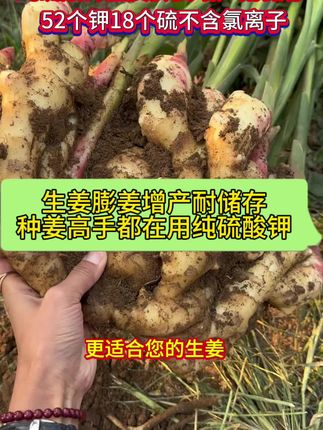 生姜快速膨大增产耐储存冲施纯硫酸钾,52个钾18个硫,不含氯离子,颜色鲜亮品质高#阳帆农业套餐肥 #窖藏有方 #姜胖仔