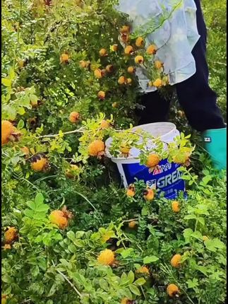 #植物百科 #热爱大自然 #风景如画的地方 #贵州特产当季刺梨鲜果新鲜水果现摘现发天然维c成熟大果3/5/10斤