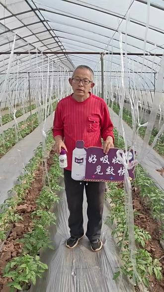 用了拜耳安必腾12天的效果,冲施+叶喷1次,效果杠杠滴!!拜耳德来周#德来氨基酸镁#安必腾好吸收起效快#安必腾 好吸收起效快#拜耳西北助丰收