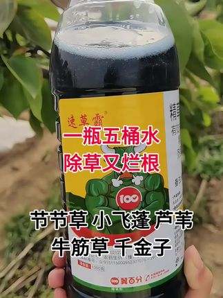 一瓶五桶水,除草又烂根,节节草 小飞蓬 芦苇 牛筋草 千金子通通一次性解决#速草霸精草铵膦铵盐 #除草剂 #牛筋草 #除草烂根渗透力强一次解决 #除杂草