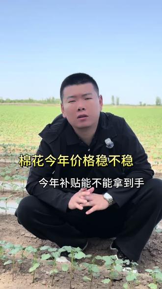 棉花今年价格稳不稳,今年补贴能不能拿到手,一个视频告诉你!#新疆棉花 #棉花价格 #棉花补贴 #三农 @DOU+小助手 @抖音小助手