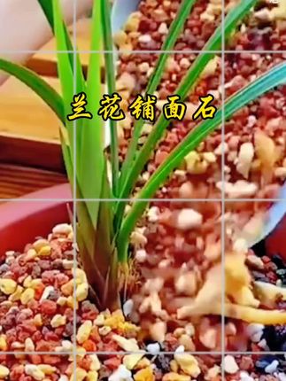 兰花铺面石护茎土盖面土都很好,兰花土颗粒疏松保湿美观,还能防虫#爱生活爱养花 #兰花日常管理 #兰花专用铺面石 #养花小知识 #抖音推广 @DOU+小助手 @抖音创作小助手