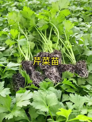 秋天正是移栽芹菜苗的好时候,家里有菜地、小院、阳台花盆的,赶紧种起来吧,苗子就在视频下方小黄车#芹菜种植 #芹菜苗子#芹菜苗#芹菜