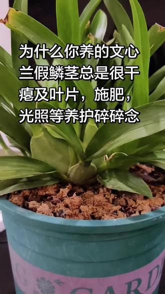 #分享养植经验 #养植经验分享 #文心兰 #梦香兰 #泰国香水文心兰 文心兰梦香兰假鳞茎干瘪