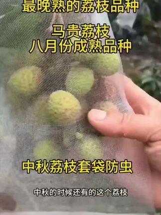 最晚熟的荔枝品种,推荐种植几棵#三农 #果树种植基地 #树苗 #果树 #种果树