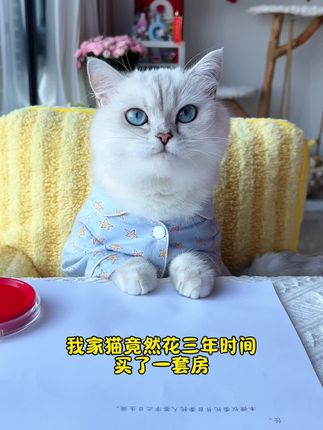 小西米是只淘气喵