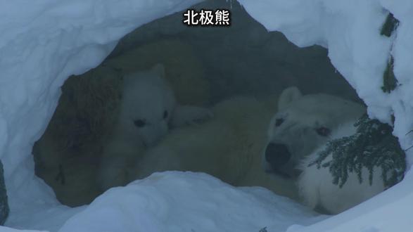 一位北极熊母亲的绝地征途 #动物世界 #北极熊 #热点