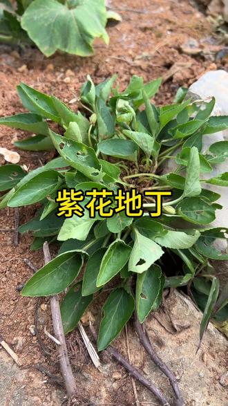 紫花地丁又名女人草#植物