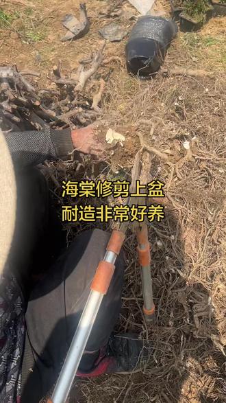 ❤️白兰地海棠修剪上盆。说海棠不好养,养不活的花友可以看看哈,海棠真的是非常好养的一个品种。#白兰地 #海棠 #海棠花