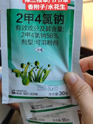 二甲四氯30克50代50元,除三棱草节节草香附子野茭白香蒲草克星#除草剂#农业种植#二甲四氯钠#三棱草#节节草