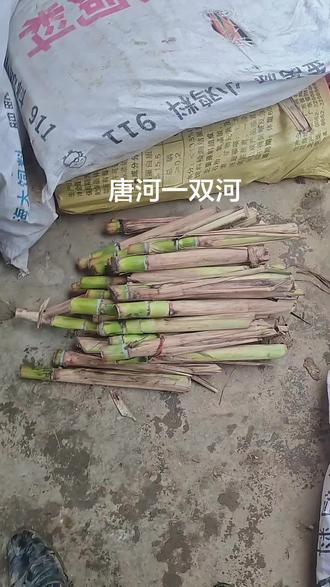 想挣钱,甘蔗园,该出手就出手,红红火火闯街头