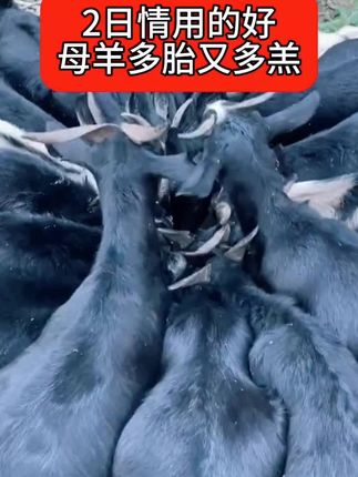 #养羊人