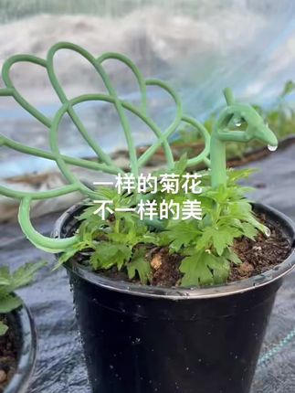 一样的菊花,不一样的美,六个不同球菊新品上架#菊花#球菊#九华园艺